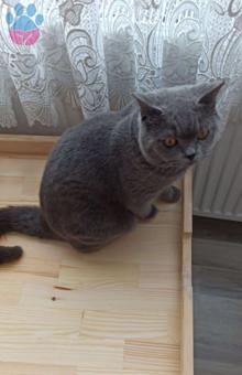 British Shorthair 9 Aylık Kedime Eş Arıyorum