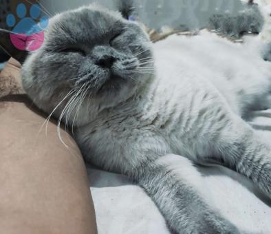 British Shorthair 12 Aylık Oğluma Eş Arıyorum