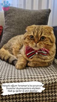 Scottish Fold Toraman Eşini Arıyor