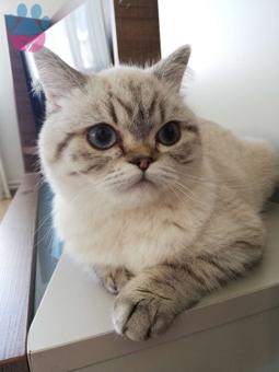 11 Aylık British Shorthair Kızıma Benzer Bir Eş Arıyoruz