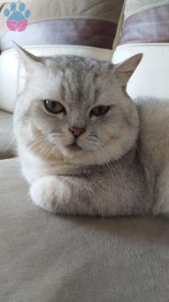 British Shorthair Kızgınlıktaki Kedime Eş Arıyorum
