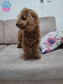 Toy Poodle Mayk 8 Aylık Kızgınlıkta