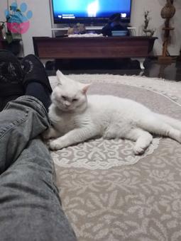 British Shorthair 10 Aylık Oğlumuza Eş Arıyorum