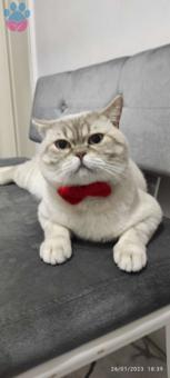 British Shorthair Yakışıklı Oğluma Gelin Arıyoruz