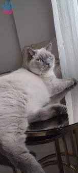 British Shorthair Bluepoint Cinsi Oğlumuza Eş Arıyoruz