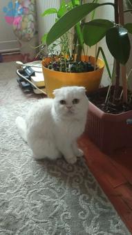 Scottish Fold Kızıma Acil Erkek Eş Lazım