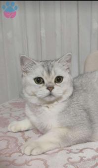 British Shorthair 11 Aylık Kedim Kızgınlıkta