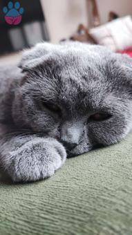 Scottish Fold Erkek Kedi 1.5 Yaşında Kızgınlıkta