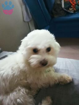 Maltese Terrier 1.5 Yaşında Kedime Eş Arıyorum