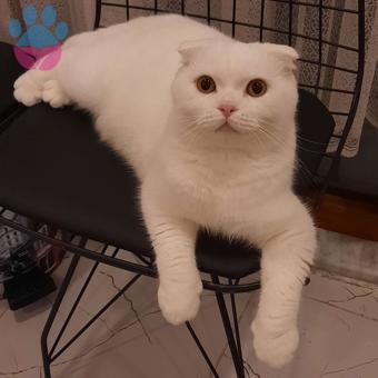 Scottish Fold 1 Yaşında Aşıları Tam Eş Arıyoruz