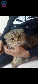 Scottish Fold 4 Yaşındaki Kedime Eş Arıyorum