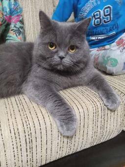 British Shorthair Asil Oğlumuza Eş Arıyorum