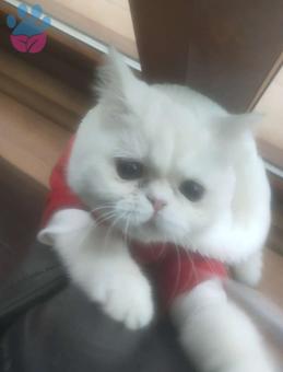 Exotic Shorthair Kızıma Eş Arıyorum