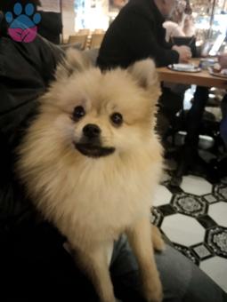 Pomeranian Boo 1 Yaşında Köpeğime Eş Arıyorum