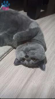 British Shorthair Oğluma Eş Arıyorum