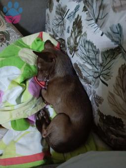 Chihuahua 2,5 Yaşında Kızıma Eş Arıyorum