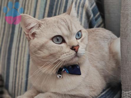 British Shorthair Yakışıklı Oğluşum Simbaya Eş Arıyoruz