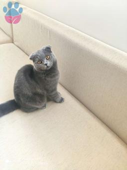 Scottish Fold 11 Aylık Kedime Eş Arıyorum