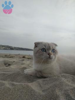 Scottish Fold 11 Aylık Erkek Kedime Eş Arıyorum