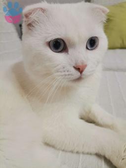 Scottish Fold 11 Aylık Kedime Eş Arıyorum