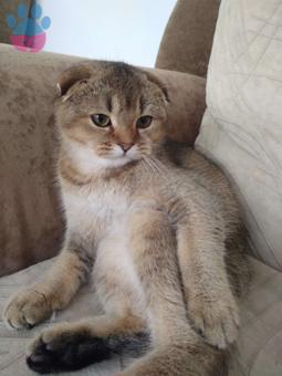 British Shorthair 9 Aylık Kızıma Eş Arıyorum