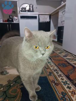 British Shorthair 3 Yaşında Kızgınlıkta