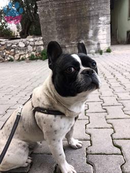 French Bulldog 11 Aylık Bobby Eş Arıyor