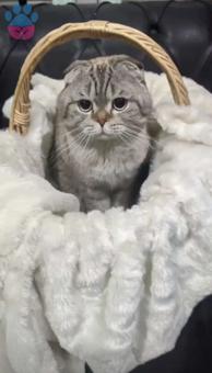 Scottish Fold Kedime Eş Arıyorum