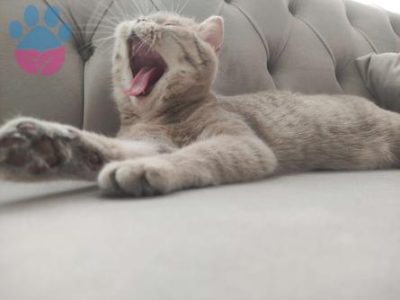 British Shorthair 1 Yaşında Kedime Eş Arıyorum Kızgınlıkta