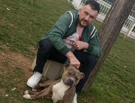 American bully Köpeğime Eş Arıyorum