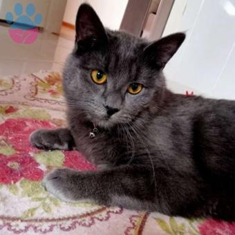 Russian Blue Oğlumuza Acil Eş Aranıyor