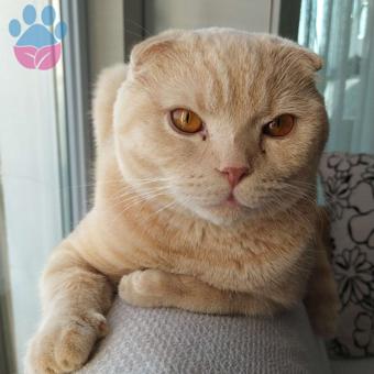 Scottish Fold Yakışıklı Oğluma Eş Arıyorum