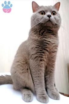 British Shorthair 11 Aylık Kedime Eş Arıyorum