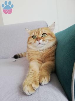 British Shorthair 1 Yaşında Kedime Eş Arıyorum