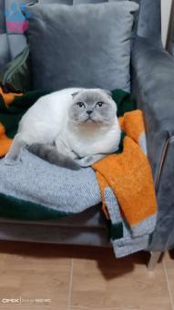 Scottish Fold 10 Aylık Kedime Eş Arıyorum