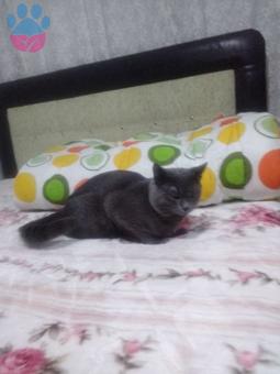 British Shorthair Duman Eş Arıyorum