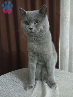 British Shorthair 11 Aylık Sağlıklı Oğluma Eş Arıyorum