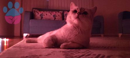 British Shorthair Yakışıklı Oğlumuza Gelin Adayı Arıyoruz