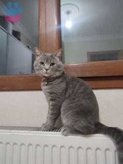 British Shorthair 1 Yaşından Kedime Eş Arıyorum