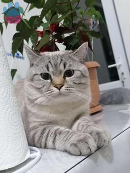 British Longhair 1 Yaşında Kedime Eş Arıyorum