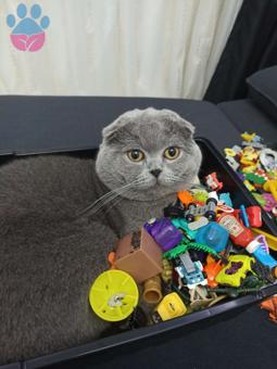 Scottish Fold Oğluma Prenses Eş Arıyorum