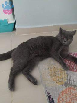 British shorthair Erkek 2 Yaşında Eş Arıyor