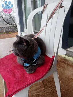 British Shorthair Erkek Kedime Eş Arıyorum