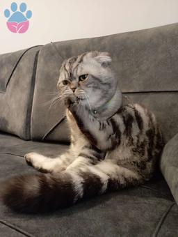 Scottish Fold 1.5 Yaşında Kedime Eş Arıyorum