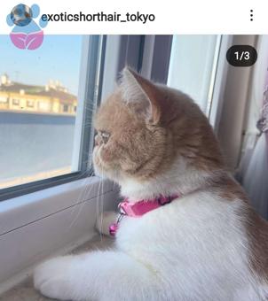 Exotic Shorthair Kızıma Eş Arıyorum