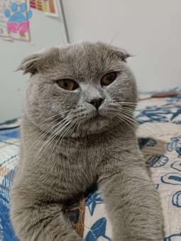 Scottish Fold 9 Aylık Oğluma Eş Arıyorum