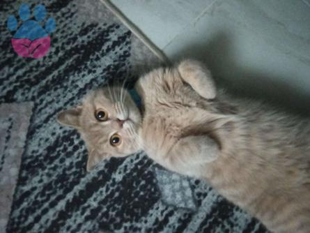 British Shorthair 9 Aylık Kızgınlıkta