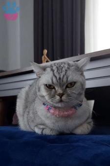 British Shorthair 2 Yaşında Eş Arıyorum