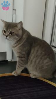 British Shorthair Kedime Eş Arıyorum