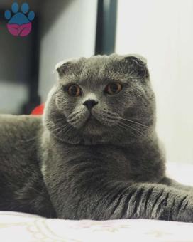 Scottish Fold 2 Yaşında Oğluma Eş Arıyorum